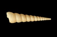 藏品(錐螺)的圖片